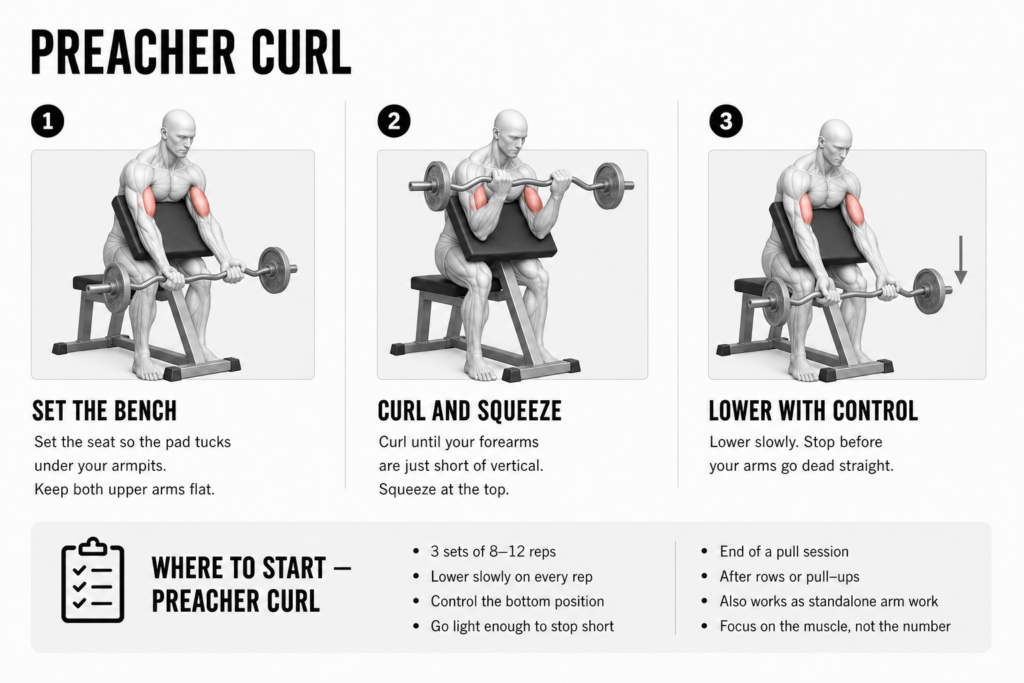 Preacher curl step by step, seated at a preacher bench with an EZ-bar and the biceps highlighted: 1) set the bench so the pad tucks under the armpits with the upper arms flat; 2) curl until the forearms are just short of vertical and squeeze at the top; 3) lower slowly and stop before the arms go dead straight.